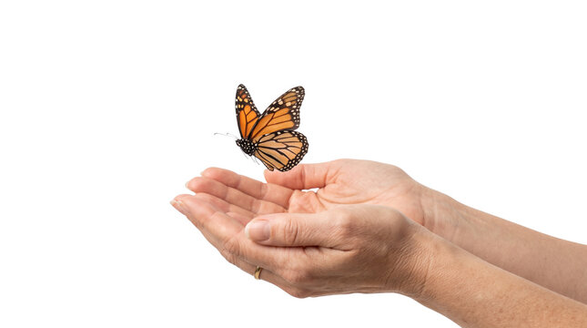 Monarch butterfly landing on cupped human hands, orange butterfly wings in gentle nature concept, fragile insect conservation and environmental protection isolated PNG with Transparent Background