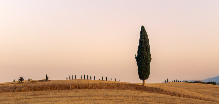 A solitary cypress tree stands prominently in the foreground of a vast golden field. A long row of smaller cypress trees lines the gentle horizon under a soft sky.