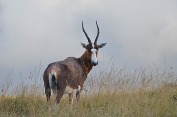 A Blesbok antelope looking back in the grasslands of Lake Eland Game Reserve near Oribi Gorge, South Africa. © Michael