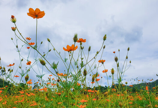 Orange cosmos wildflowers against dramatic cloudy sky, low angle spring flower meadow landscape.