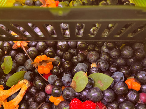 Close up shot of mixed wild forest berries including blueberries, cloudberries, raspberries and chanterelle mushroom in a berry picker. Harvest of fresh organic wild berries inside a harvester tool.