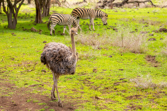 A close-up of an ostrich walking through a safari park against a backdrop of green nature, surrounded by zebras and other animals.