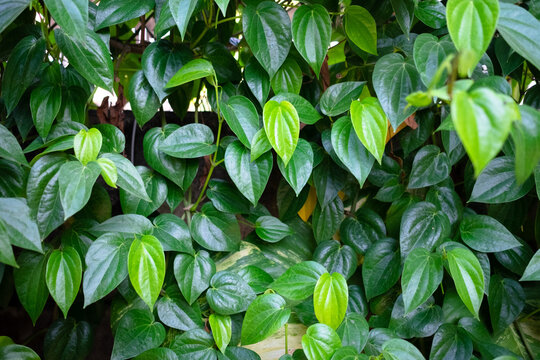 background of lush green epipremnum plant leaves