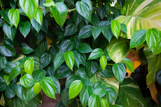 background of lush green epipremnum plant leaves