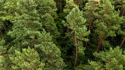 Aerial view of dense green pine forest canopy © Quality by Simon