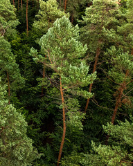 Aerial view of dense green pine forest canopy © Quality by Simon