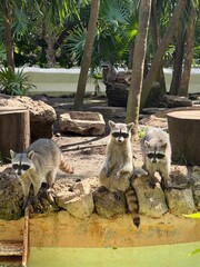 Raccoons  © Ariasa