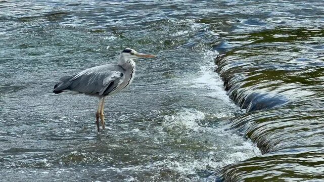Heron hunting under the raft on the Berounka River, Czech Republic