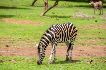 Obraz premium Zebras walking in a green meadow and eating grass. African zebras in the savannah. Wild animals in their natural habitat.