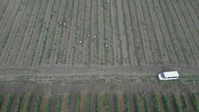 Top-down drone view of vineyard workers maintaining grapevine rows