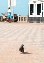 pigeon on the street  © pranav