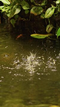 Vertical video. Water Splash in Tropical Pond Surrounded by Lush Green Leaves, Dynamic Motion, Freshness And Natural Energy