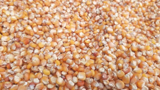 Close-up of dried corn kernels, natural grain texture and agricultural feed background. Macro close-up video of dried yellow corn kernels filling the entire frame.