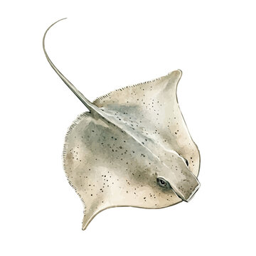 watercolor graphic of Stingray, isolated on a white background.