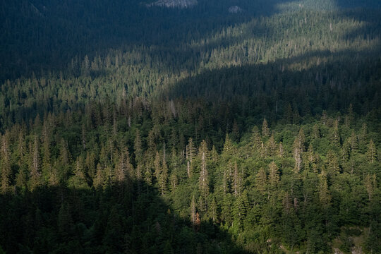 Sunlit patch on a dense pine forest canopy seen from above