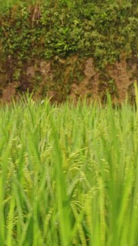 Vertical video. Close Up of Green Rice Plants Growing at Tegallalang Rice Terraces in Bali, Tropical Agriculture And Harvest Season