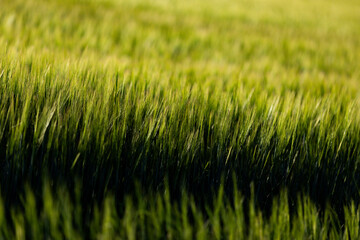 Obraz premium abstract background of green wheat