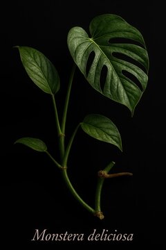 Monstera deliciosa botanical study showing fenestrated leaves and aerial root fragment on black