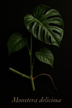 A dramatic dark-background composition of split-leaf philodendron foliage and woody stem sections