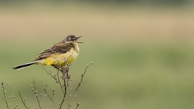 Western yellow wagtail (Motacilla flava) singing perched on plant top