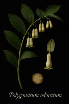 Elegant botanical study of Polygonatum odoratum highlighting pendulous white blossoms and foliage