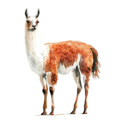 Llama, vibrant watercolor vector illustration with flowing and detailed brush strokes, isolated on a white background. © soltrex