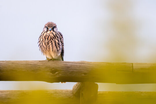 Wild kestrel sitting on a rustic wooden fence