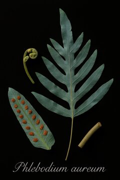 Taxonomic study of Phlebodium aureum displaying glaucous foliage reproductive sori and stem section