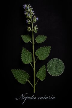 Botanical specimen of catnip showing flowering stem leaves and leaf trichomes detail