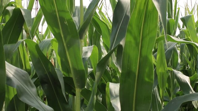 Detail of fresh green maize plants growing in a corn field on a sunny summer day with fertile agricultural farmland