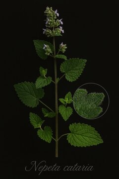 Encyclopedic display of catmint featuring whole branch opposite leaves and surface hairs