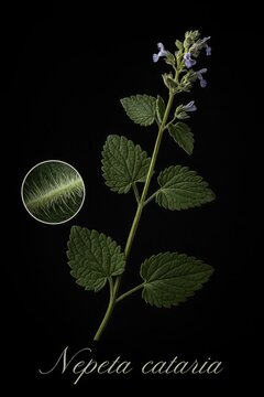 Detailed studio photograph of catnip anatomy with purple blooms and hairy foliage