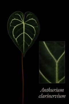 Encyclopedic botanical plate of Anthurium clarinervium highlighting leaf anatomy and vein pattern