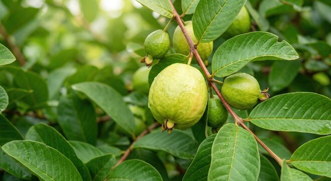 Fresh green guava fruits hanging on a tree branch with lush foliage, close-up view of raw tropical guavas growing in an orchard with soft natural sunlight and blurred background