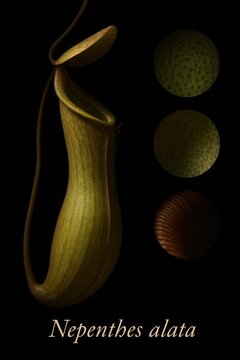 Comprehensive botanical plate of tropical pitcher plant nepenthes alata on dark backdrop