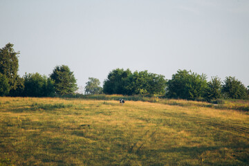Fototapeta premium Calf grazing alone in vast nature field