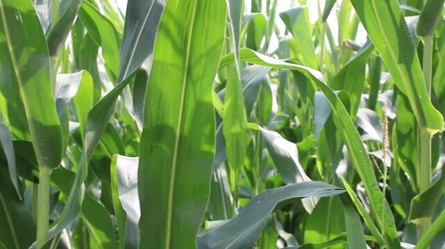 Detail of fresh green maize plants growing in a corn field on a sunny summer day with fertile agricultural farmland