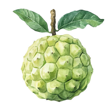 Custard Apple, vibrant watercolor vector illustration with flowing and detailed brush strokes, isolated on a white background.