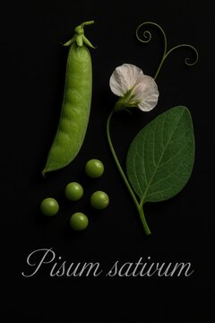 Garden pea illustrated with plump closed pod, scattered round seeds, and delicate white flower
