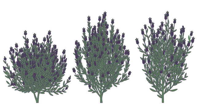 Conjunto de tr&ecirc;s arbustos de lavanda estilizados com flores roxas e folhagem verde, isolados em um fundo branco, perfeitos para design gr&aacute;fico e ilustra&ccedil;&otilde;es bot&acirc;nicas.