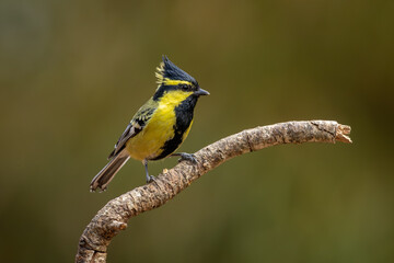 Himalayan black-lored tit perched on a branch © Wim