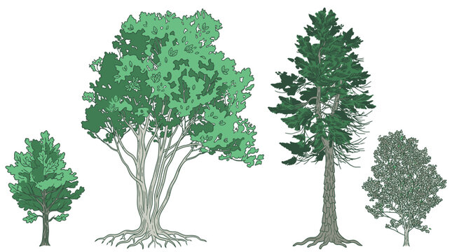 Ensemble d'illustrations vectorielles repr&eacute;sentant quatre types d'arbres diff&eacute;rents avec des feuillages vari&eacute;s, des troncs d&eacute;taill&eacute;s et des racines visibles sur un fond blanc isol&eacute;.