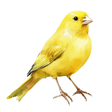 watercolor graphic of Canary, isolated on a white background.