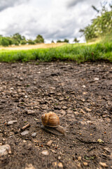 Snail crawling on a dirt path in nature © mathias.elle