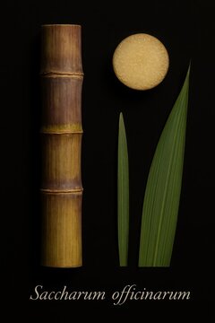 Reddish jointed cane stalk paired with transverse section and leaf blade