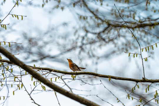 Small European robin singing on a spring branch