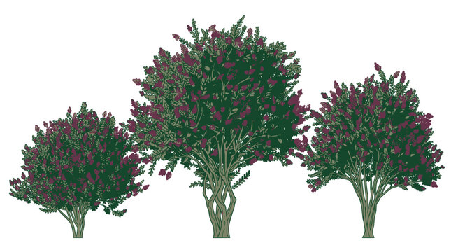 Tr&ecirc;s arbustos ornamentais com folhagem densa verde e flores roxas isolados em fundo branco, perfeitos para projetos de paisagismo, design de jardins e ilustra&ccedil;&otilde;es bot&acirc;nicas.