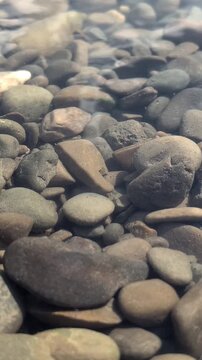 Transparent river stream with smooth grey pebbles and tiny fish