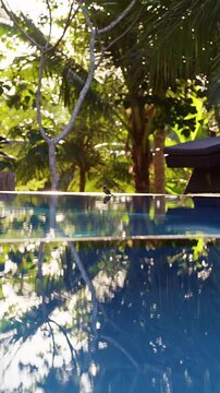 Vertical video. Luxury lounge chairs beside a tranquil swimming pool surrounded by dense tropical vegetation. Reflections on the water surface and warm natural light create an inviting atmosphere of r