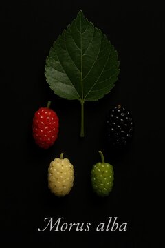 Botanical arrangement of mulberry leaf, ripening berries, and Latin lettering